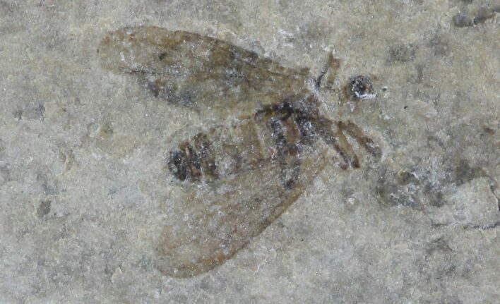 Fossil March Fly (Plecia) - Green River Formation #65180